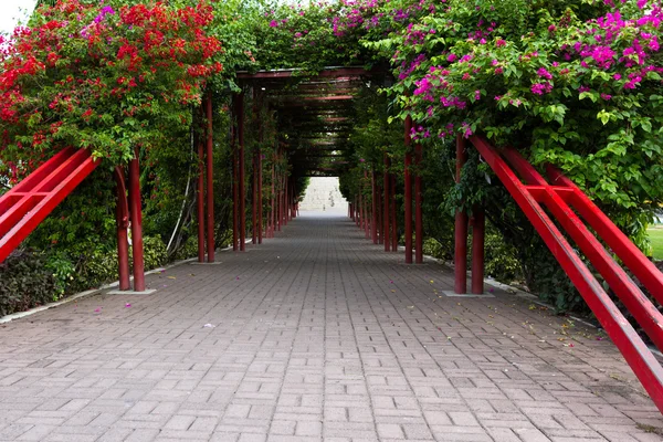 Túnel de floração verde — Fotografia de Stock