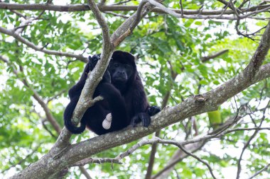 mantled uluyan maymun - Alouatta palliata