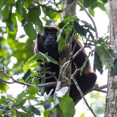 mantled uluyan maymun - Alouatta palliata