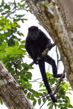 mantled uluyan maymun - Alouatta palliata