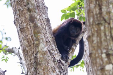 mantled uluyan maymun - Alouatta palliata