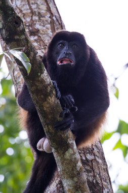 mantled uluyan maymun - Alouatta palliata