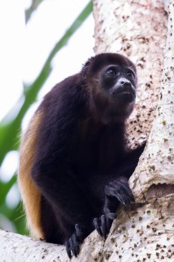 mantled uluyan maymun - Alouatta palliata
