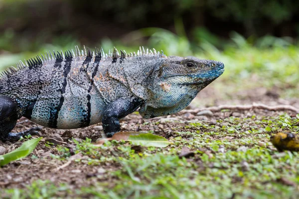 Tropical Iguana w Kostaryce — Zdjęcie stockowe