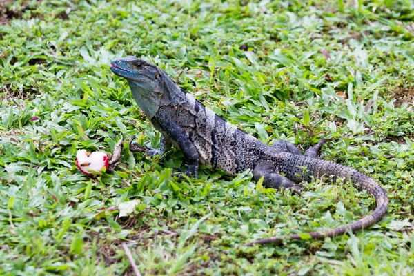 Iguana tropical na Costa Rica — Fotografia de Stock