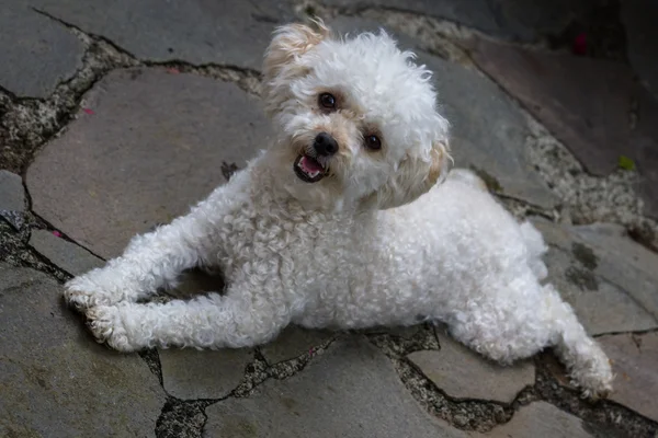 Söt mini leksak poodle — Stockfoto