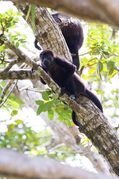 Mono aullador - Alouatta palliata — Foto de Stock