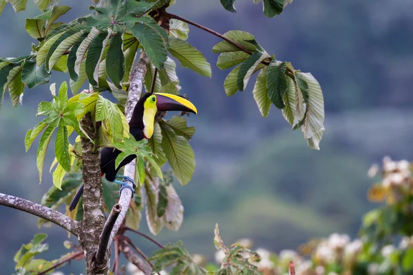 Tucán con mandíbulas de castaño - Ramphastos ambiguus swainsonii — Foto de Stock