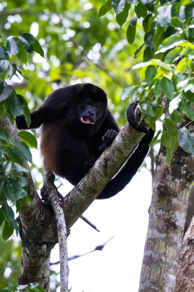 Mantled Wyjce – Alouatta palliata — Zdjęcie stockowe