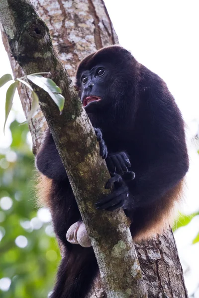 Mantled uluyan maymun - Alouatta palliata — Stok fotoğraf