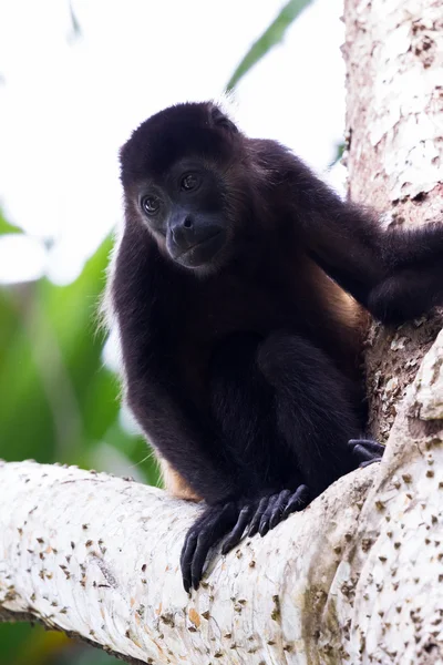 Scimmia urlatrice montata - Alouatta palliata — Foto Stock