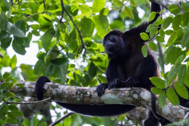 mantled uluyan maymun - Alouatta palliata
