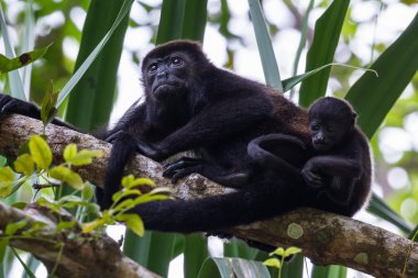 Onun bebek uluyan ile genç anne 