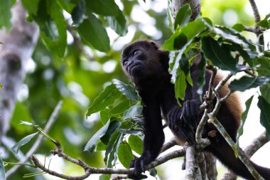 mantled uluyan maymun - Alouatta palliata