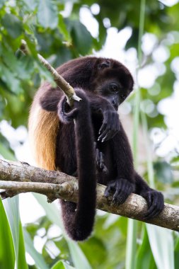 mantled uluyan maymun - Alouatta palliata