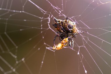 dikenli yedeklenmiş orb weaver örümcek 