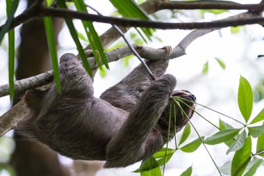 Üç parmaklı tembel hayvan Kosta Rika
