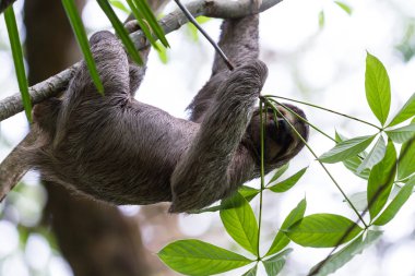 Üç parmaklı tembel hayvan Kosta Rika