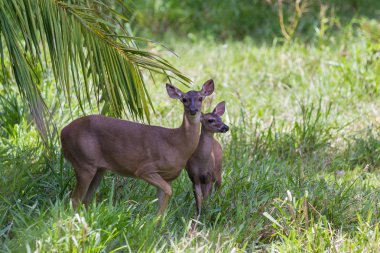 Ak kuyruklu geyik - Odocoileus virginianus