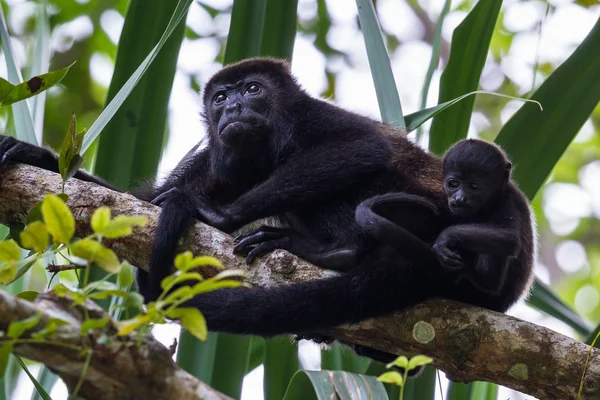 Onun bebek uluyan ile genç anne 