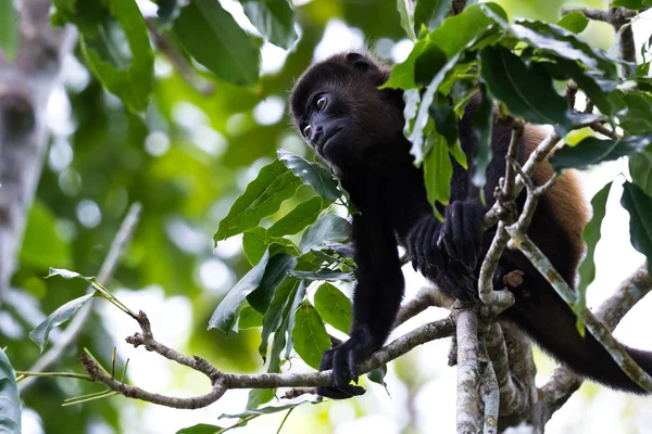 Mantled uluyan maymun - Alouatta palliata — Stok fotoğraf