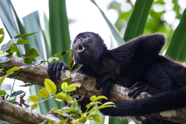Macaco-uivo-do-manto - Alouatta palliata — Fotografia de Stock