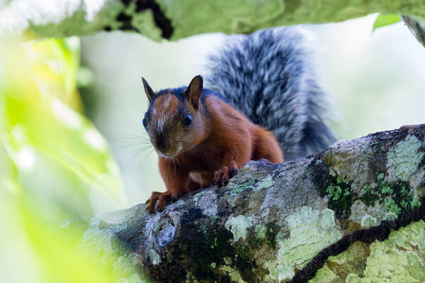 red squirrel with a bushy gray tail 
