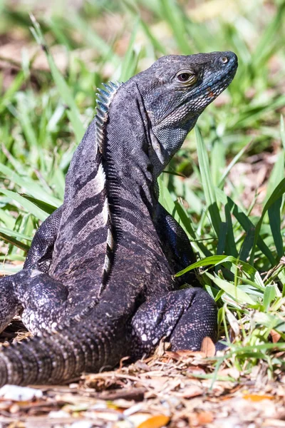 Spiny tail iguana - ctenosaur — Stock Photo, Image