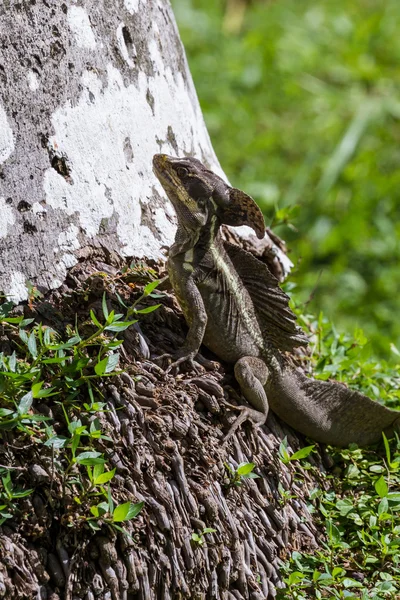 Braune Basiliskeidechse — Stockfoto