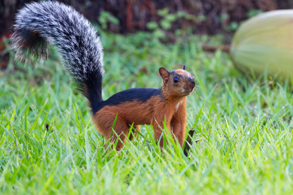 red squirrel with a bushy gray tail 