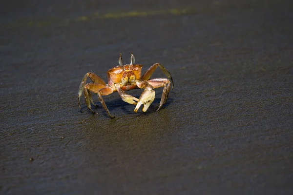 Horned ghost crab — Stock Photo, Image