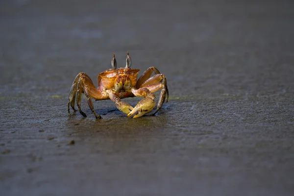 Horned ghost crab — Stock Photo, Image