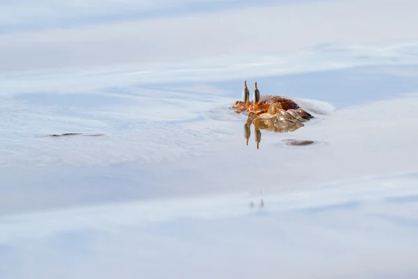 Horned ghost crab — Stock Photo, Image