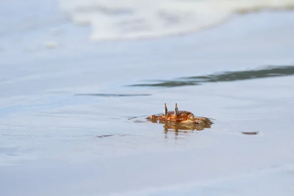 Horned ghost crab — Stock Photo, Image