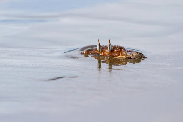 Horned ghost crab — Stock Photo, Image