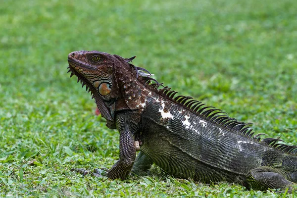 Stekelige staart iguana - ctenosaur — Stockfoto