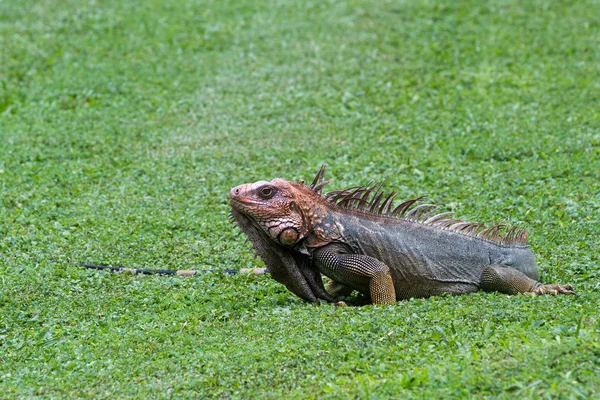 Spiny tail iguana - ctenosaur — Stock Photo, Image