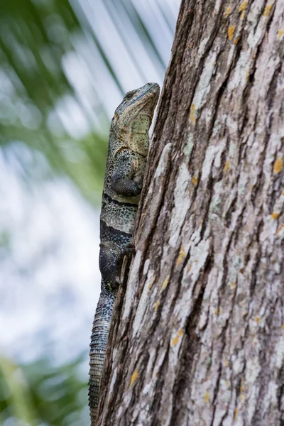 Iguane à queue épineuse - cténosaure — Photo