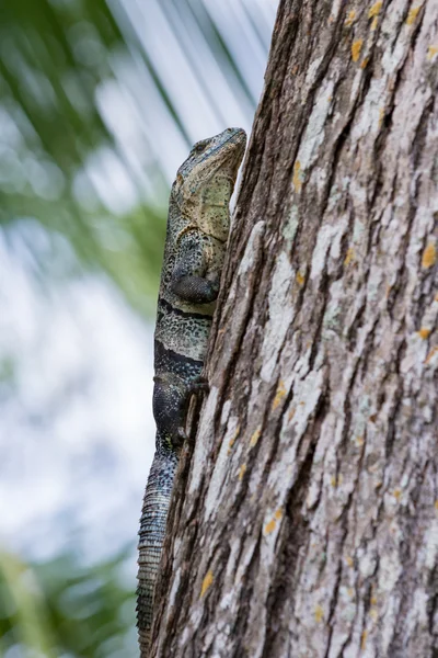 Iguana spinosa della coda - ctenosauro — Foto Stock