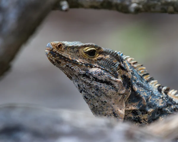 Grande lagarto na Costa Rica — Fotografia de Stock