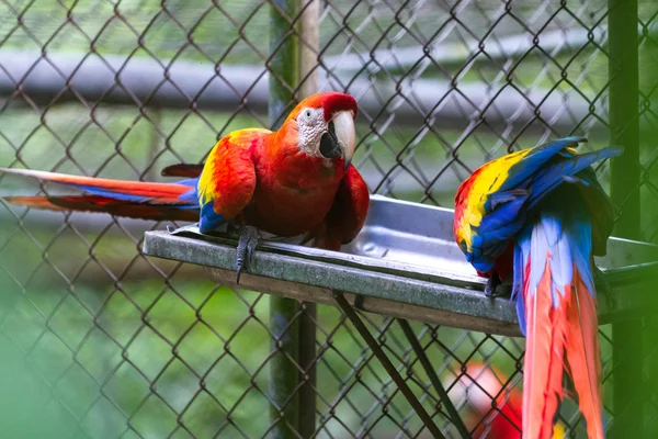 Dieprode macaws - ara macao — Stockfoto