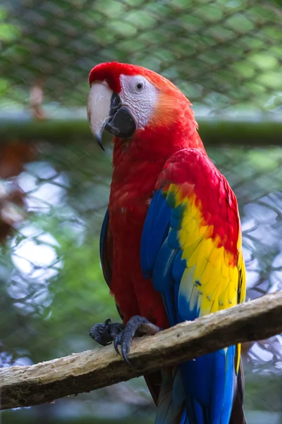 Scarlet Amerika papağanı - Ara macao — Stok fotoğraf