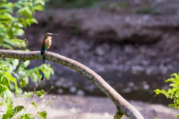 블루 왕관 Motmot-Momotus momota — 스톡 사진