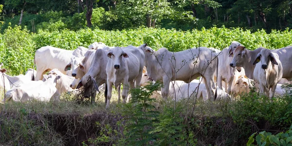 Mucche felici tropicali bianche — Foto Stock