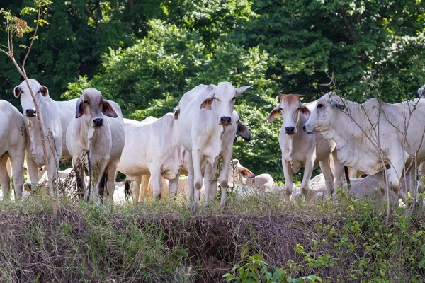 Mucche felici tropicali bianche — Foto Stock
