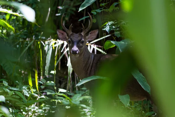 White-tailed deer - Odocoileus virginianus — Stock Photo, Image