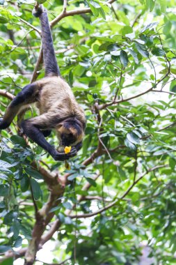 Siyah örümcek maymun - Ateles geoffroyi uzattı.