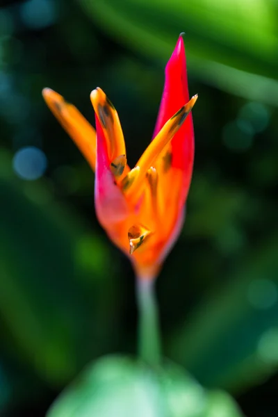 Tropische blume in costa rica — Stockfoto