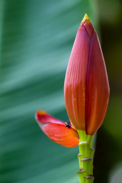 Pink banana bloom — Stock Photo, Image