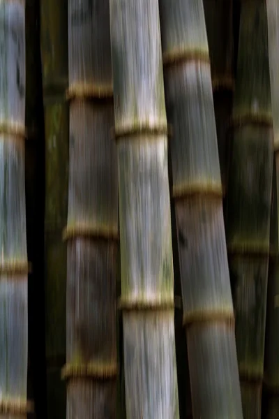 Bambù a crescita rapida — Foto Stock
